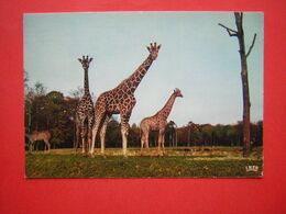 CPM  GIRAFES  RESERVE AFRICAINE DU CHATEAU DE THOIRY EN YVELINE 78  NON VOYAGEE - Giraffes