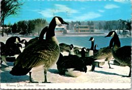 Minnesota Rochester Wintering Geese 1985 - Rochester