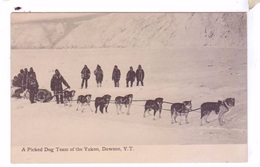 DAWSON YT  A Picked Dog Team Of The Yukon Sled Dogs - Yukon