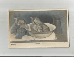 CHATS (CATS)  CARTE ANCIENNE EN RELIEF TUB -NIGHT 165 - Katten
