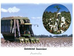 (M 20) Australia - QLD - Goondiwindi Cotton Harvest - Far North Queensland