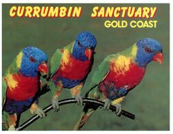 (M 20) Australia - QLD - Currumbin Bird - Postcard With Stamp And Postmark - Gold Coast