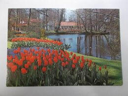 "Keukenhof" - Lisse