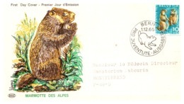 Thème Animaux - Rongeur - Suisse Document - Roedores