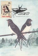 BIRDS, BARN SWALLOW, MAXIMUM CARD, 1993, ROMANIA - Hirondelles