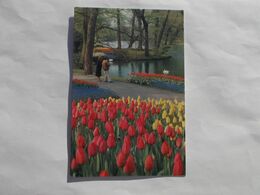 "Keukenhof" - Lisse