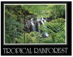 (M 21) Australia - QLD - Rainforest (PC0253) - Far North Queensland