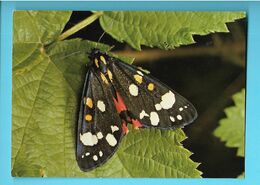 PAPILLONS--Ecaille Rouge--scarlet Tiger Moth--panaxia Dominula L.--schönbär--rode Beerrupsvlinder--voir 2 Scans - Papillons