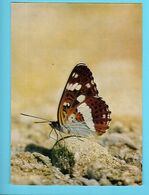 PAPILLONS--petit Sylvain--white Admiral--limentis Camilla L.--kleiner Eisvogel--voir 2 Scans - Papillons