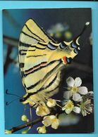 PAPILLONS--iphiclides Podalirius L. --segelfalter--flambé--scarce Swallowtail--vlamvlinder--voir 2 Scans - Papillons