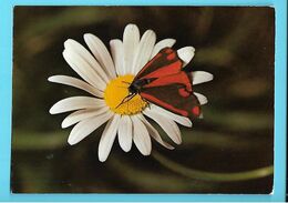 PAPILLONS--carmin--cinnebar Moth--thyria Jacobaeee L.--sint-jacobsvlinder--jakobskrautbär---voir 2 Scans - Papillons