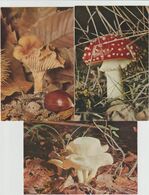 Lot De 3 Cartes Champignons (D.8752) - Mushrooms