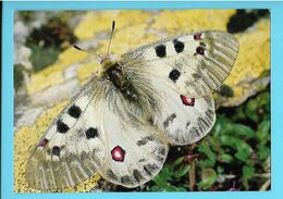 PAPILLONS---Apollo ( Alpine Species )--parnassius Phoebus Sacerdos Stich--alpenapollo--voir 2 Scans - Papillons