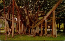 Hawaii Maui Giant Manyan Tree 175 Feet Spread - Maui