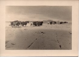 Photo St Martin De Bréhal Années 20, Récolte Du Varech. - Orte