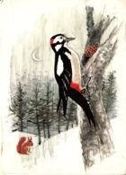 BL229. Danish Postcard. Woodpecker And Squirrel. By Henry Thelander - Pájaros