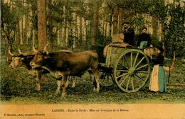 Landes * Dans La Forêt * Mise En Barrique De La Résine * Résiniers Résinier Attelage Boeufs - Autres & Non Classés