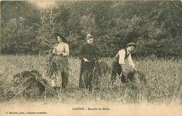 Landes * Récolte Du Millet * Agriculture Céréale Fauchage Faux - Autres & Non Classés