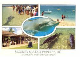 (N 13) Australia - Dolphin (Monkey Mia) - Dauphins