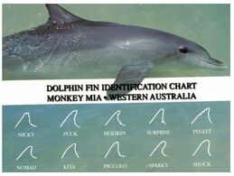 (N 13) Australia - Dolphin (Monkey Mia) - Dauphins