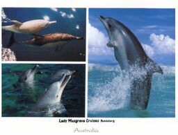 (N 13) Australia - Dolphin (Lady Musgrave) - Dauphins