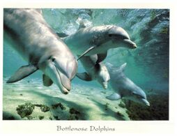 (N 13) Australia - Dolphin (Bottlenose) - Dauphins