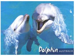 (N 13) Australia - Dolphin - Dauphins