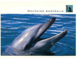 (N 13) Australia - Dolphin - Dauphins