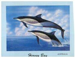 (N 13) Australia - Dolphin (Hervey Bay) - Dauphins