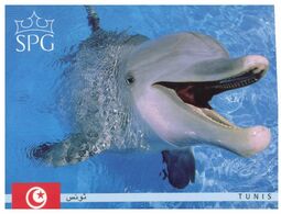 (N 13) Australia - Dolphin (SPG - Tunisia With Flag) - Dauphins