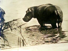 IPPOPOTAMO SOMALIA GER NOME SOMALO   N1950  HR10614 - Hippopotames