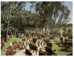 (N 20 A) Australia - Egowra Greetings (cows Faming) (GP1) - Vanuatu