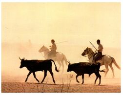 (N 23) France - La Camargue - Toros