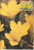 Nations Unies Genève Carte Maximum 1996 Sternbergia Lutea 310 - Cartes-maximum