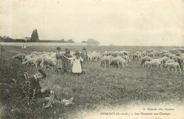 PERIGNY Les Moutons Aux Champs - Perigny