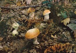 LES CÈPES DU LIMOUSIN - Mushrooms