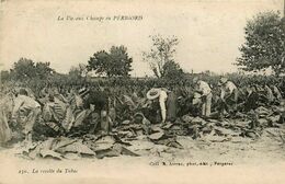 Périgord * La Vie Aux Champs * La Récolte Du Tabac * Métier Culture - Autres & Non Classés