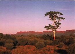 A Ghost Gum, MacDonnell Range, Northern Territory - With Message, 2011 - Unclassified