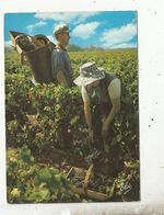 Cp, Agriculture ,vignes,vendanges , Cueillette Du Raisin Dans Le Panier Et Vidé Dans La Comporte , Voyagée 1973 - Viñedos