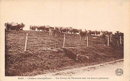 Non Localisé-Divers        43       Scènes Champêtres.Camp De Vacherie Sur Le Hauts Plateaux    (voir Scan) - Sonstige & Ohne Zuordnung