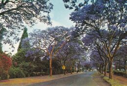 Zimbabwe - Jacaranda Trees - Mailed 1985 - Zimbabwe