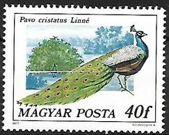 Hungary - MNH ** 1977 :    Indian Peafowl    Pavo Cristatus - Pfauen