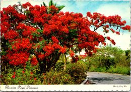 Hawaii Beautiful Hawaiian Royal Poinciana Tree In Full Bloom - Oahu