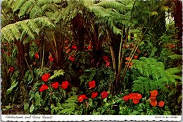 Hawaii Big Island Anthurium And Fern Forest - Big Island Of Hawaii