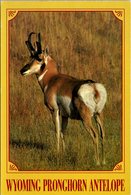 Wyoming Pronghorn Antelope - Autres & Non Classés