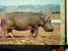 IPOPOTAMO AFRICA N1965  HR10661 - Hippopotamuses