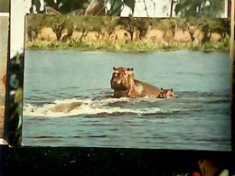 IPOPOTAMO AFRICA HIPPI N1960  HR10662 - Hippopotames