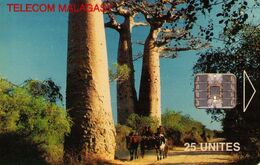 MADAGASCAR. MDG-37. TREES - Baobabs. (008) - Madagaskar