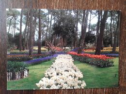 L30/38 LA TRANCHE SUR MER - Les Floralies - La Tranche Sur Mer