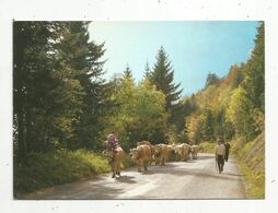 Cp ,  Agriculture , élevage , Vaches , La Franche Comté Pittoresque... RETOUR DES PATURAGES , écrite - Breeding